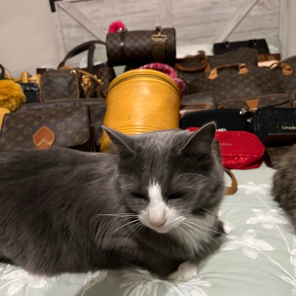 Meet your Posher, Jorayne - Picture 7 of 7